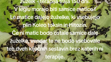 Koliko Gorgojo žuželk je potrebno za terapijo pri Multipla Sklerozi