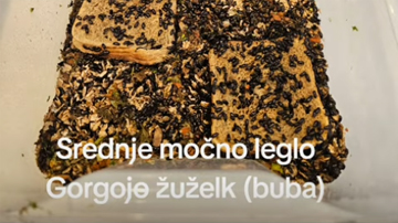 Kakšno je srednje močno leglo Gorgojo žuželk