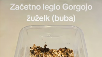 Kakšno je majhno začetno leglo Gorgojo žuželk